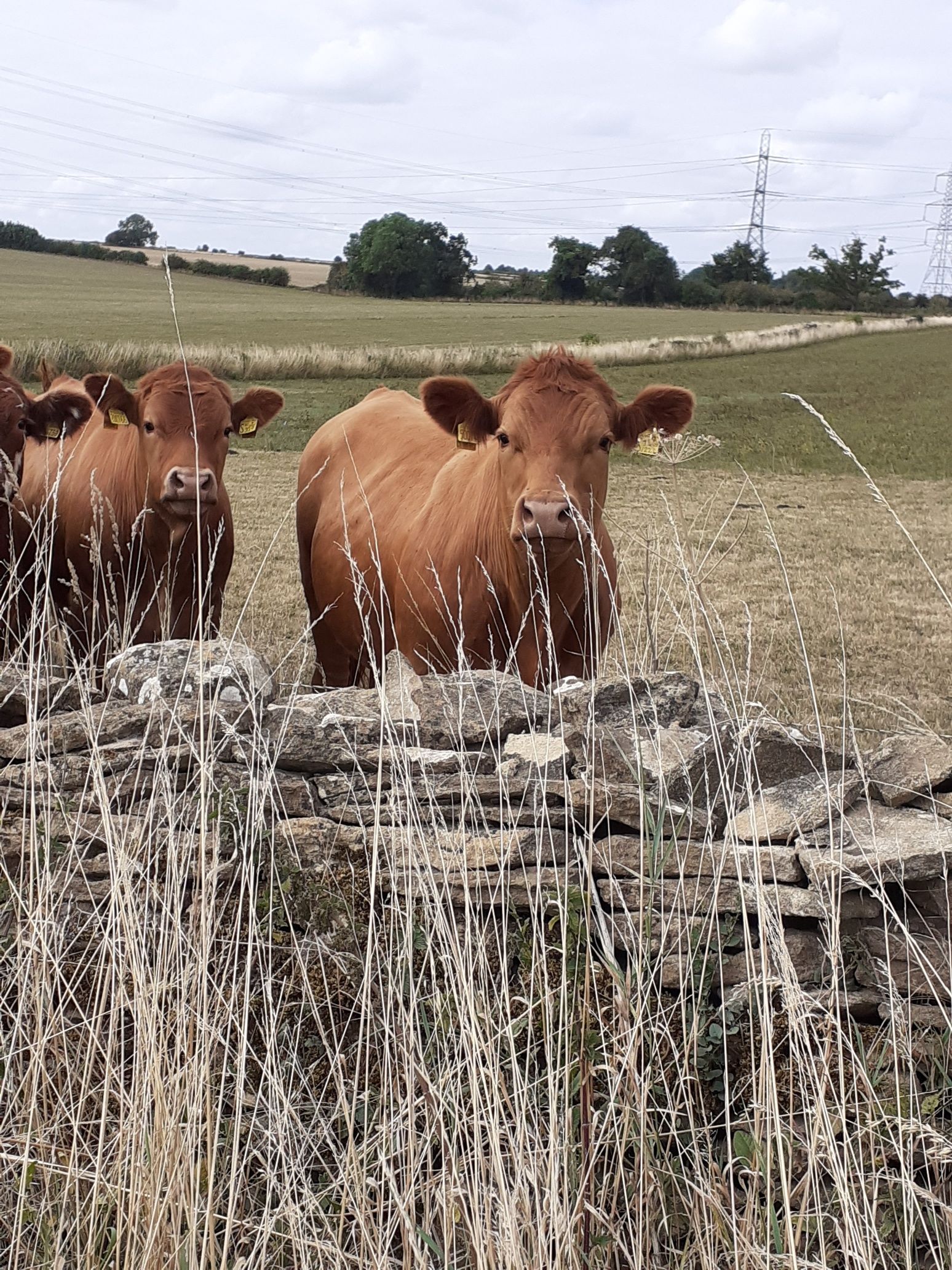 Kington Down Farm